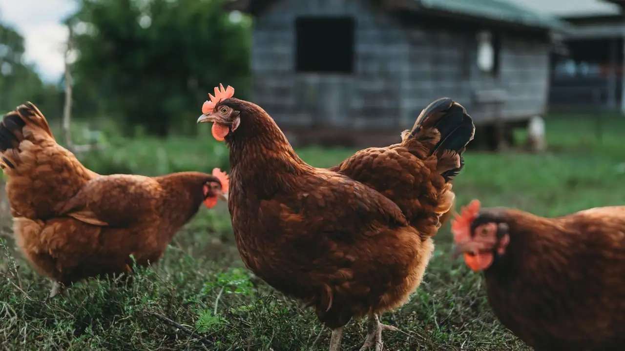 Η μονάδα παραγωγής αυγών Λαδάκης Farm στο Ρέθυμνο Κρήτης