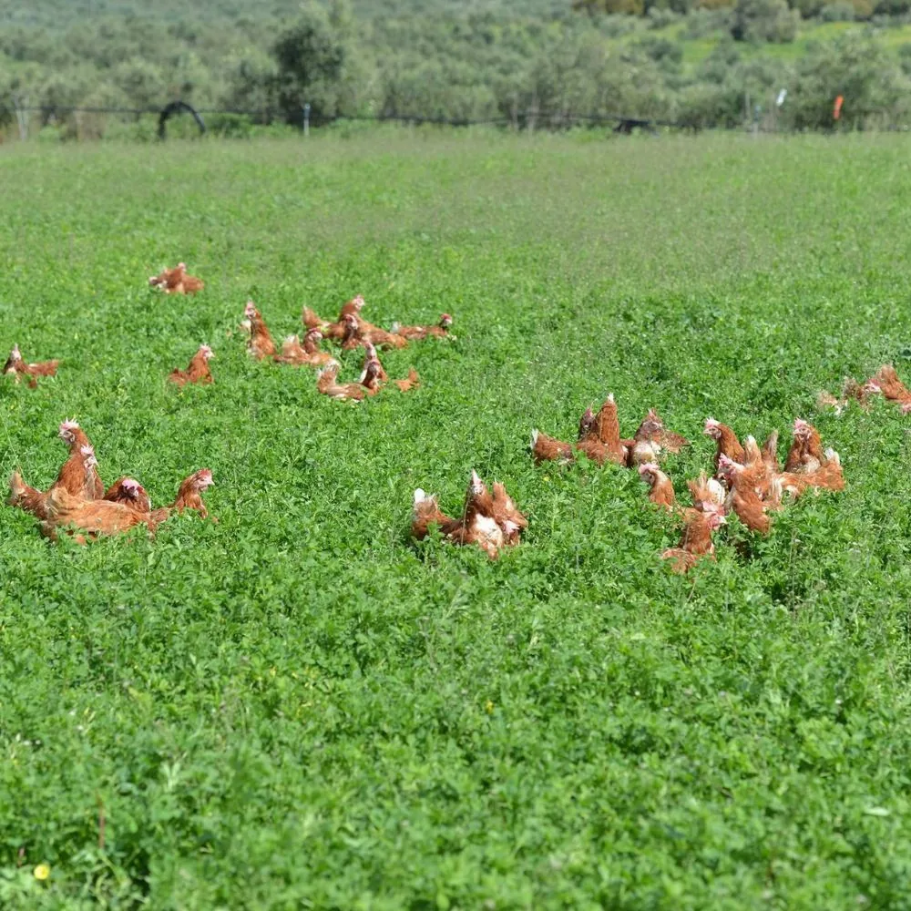 Μονάδα παραγωγής αυγών Λαδάκης στο Ρέθυμνο